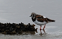 Turnstone